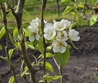 Pyrus com. 'Conference' - Pyrus com. 'Conference' - 4