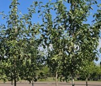 Malus dom. 'Jonagold' - Malus dom. 'Jonagold' - 1
