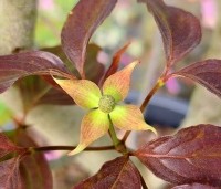 Cornus kousa 'Cappuccino' - Japanse grootbloemige kornoelje 'Cappuccino' - 1
