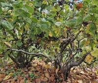 Corylus avellana 'Contorta' - Kronkelhazelaar - herfst