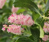 Clethra alnifolia 'Pink Spire' - Schijnsels 'Pink Spire' - 5