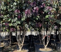 Cercis canadensis 'Forest Pansy' - Amerikaanse judasboom - 1