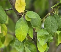 Prunus domestica 'Opal' - meerstammige Opal pruim - 1