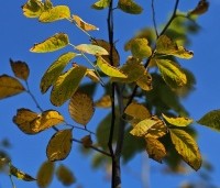 Cladrastis kentukea - Geelhout - 1