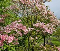 Cornus florida 'Cherokee Chief' - Veelbloemige kornoelje 'Cherokee Chief' - 2