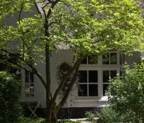 Magnolia Soulangeana