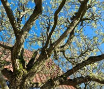 Pyrus calleryana 'Chanticleer' 