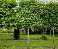Liquidambar styraciflua 'Worplesdon' - Amberboom - 1