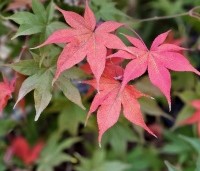 Acer palmatum 'Osakazuki' - Japanse Esdoorn 'Osakazuki' - 2
