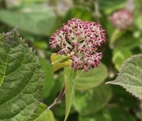 Hydrangea arborescens 'Invincibelle' - Hortensia Invincibelle (Pink Annabelle) - 1