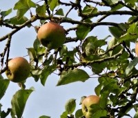 Malus dom. 'Notarisappel' - Malus dom. 'Notarisappel' - 3