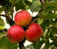 Malus dom. 'Notarisappel' - Malus dom. 'Notarisappel' - 4