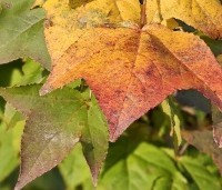 Liquidambar formosana var. monticola - Taiwanese amberboom - 4