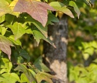 Liquidambar formosana var. monticola - Taiwanese amberboom - 3