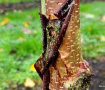Betula Costata