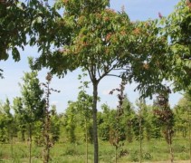 Kastanje jonge bomen te koop