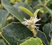 Fothergilla major - Lampepoetserstruik major - 1