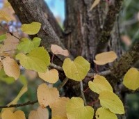 Cercidiphyllum japonicum  - Katsuraboom - herfst