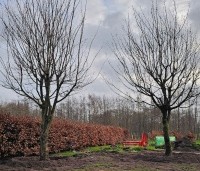 Acer campestre - Veldesdoorn - Tuinproject dec 2025