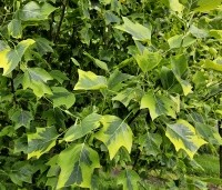 Liriodendron tulipifera 'Aureomarginatum' - Tulpenboom 'Aureomarginatum' - 2
