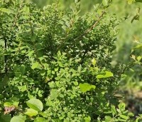 Spiraea x cinerea 'Grefsheim' - Spierstruik  'Grefsheim' - 5