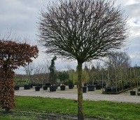 Acer platanoides 'Globosum' - Bol esdoorn 'Globosum' - 1