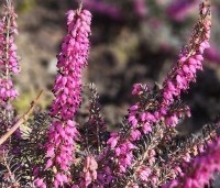 Erica darleyensis 'Kramer's Rote - Paarse winterheide - 1