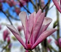 Magnolia 'Galaxy' - Beverboom - 3