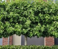 Liquidambar styraciflua 'Worplesdon' - Amberboom - 3