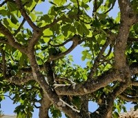 Ficus carica - Vijg - 1