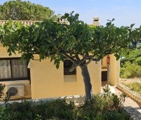 Ficus carica - Vijg - 2