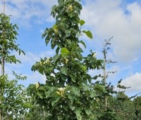 Magnolia x Brooklynensis 'Yellow Bird' - Magnolia 'Yellow Bird' - 3