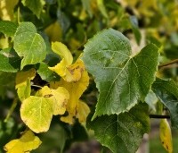 Tilia x europaea 'Euchlora' - Linde - najaarsblad van de Krimlinde