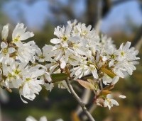 Amelanchier laevis 'Ballerina' - Krentenboompje 'Ballerina' - 3