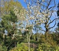 Amelanchier laevis 'Ballerina' - Krentenboompje 'Ballerina' - 2