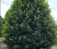 Prunus lusitanica 'Angustifolia' - Portugese laurier - 1