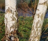 Betula pendula - Ruwe berk - 8