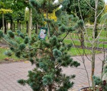 Pinus parviflora 'Tempelhof'