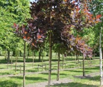 Roodbladige Pruikenboom 12-14cm stamdikte (omtrek) op 100cm uit de grond gemeten, voorbeeld hoogstam