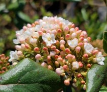 Viburnum x Burkwoodii