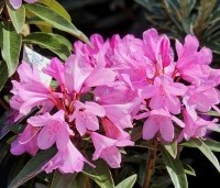 Rhododendron ponticum 'Graziella' - Rododendron 'Graziella' - 1