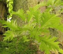 Quercus rubra 