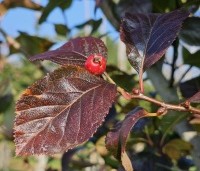 Crataegus prunifolia persimilis 'Splendens' - Pruimbladige meidoorn - 5