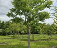 Phellodendron amurense - Amur kurkboom - 8