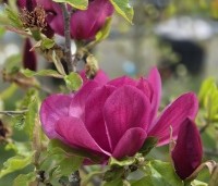 Magnolia 'Emperor' - Magnolia 'Emperor' - 1
