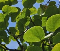 Cercis siliquastrum - Judasboom - 8