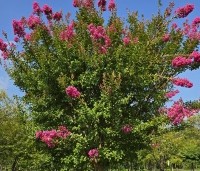 Lagerstroemia indica 'Rosea' - Indische sering - 4