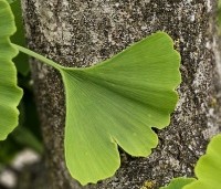 Ginkgo biloba - Japanse Notenboom - 1
