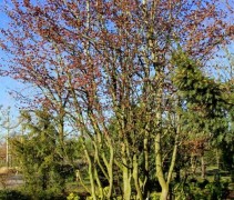 Parrotia persica 'Vanessa' meerstammige boom