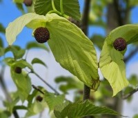 Davidia involucrata 'Sonoma' - Vaantjesboom 'Sonoma' - 3